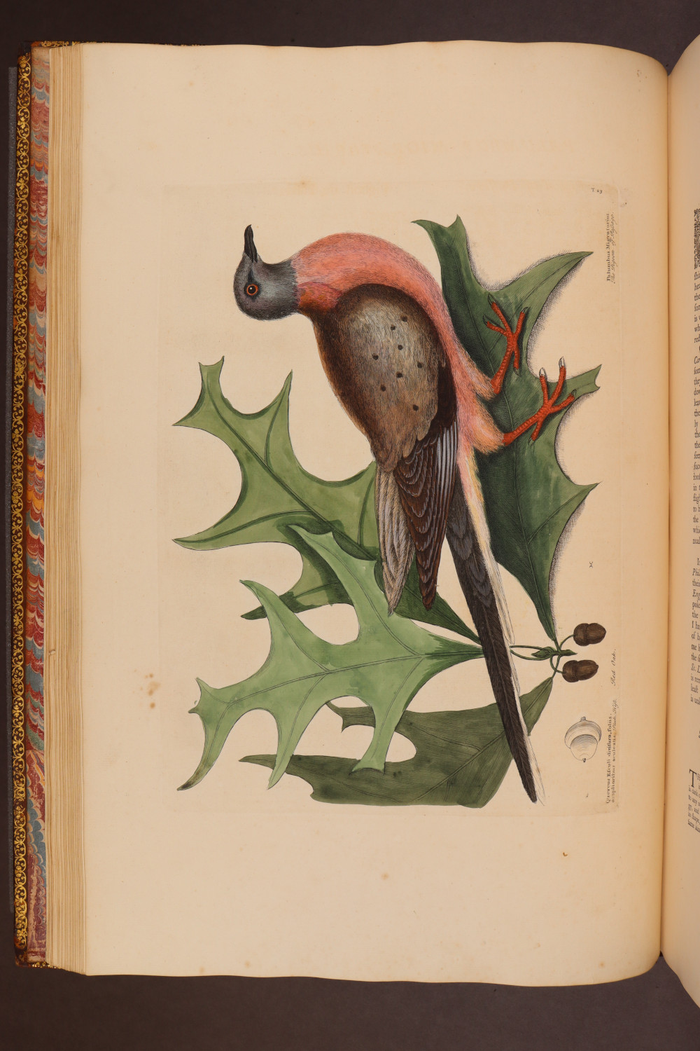 Plate 23